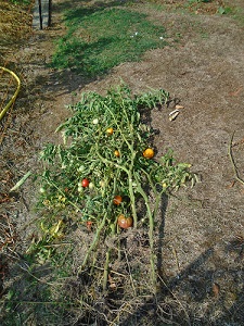 saison des tomate 1er pieds arrachés