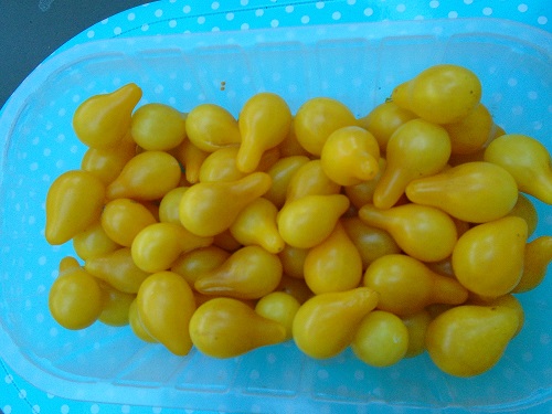 récolte poire jaune