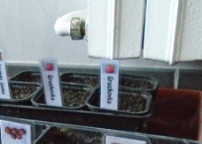 semis de la tomate grushovka