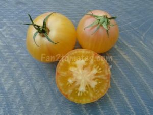 tomate douce de picardie