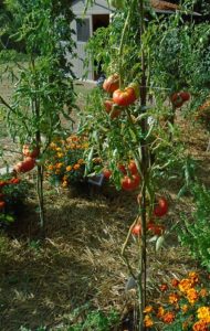 tomate gregory altaï 2308