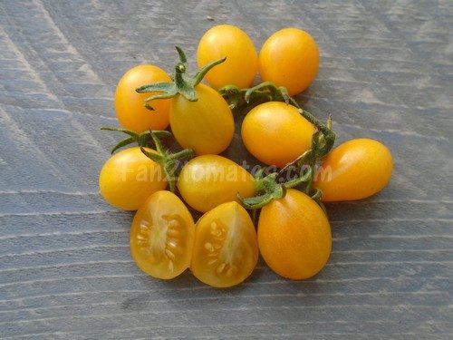 tomate galapagos