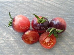 tomate rose cherry foncé