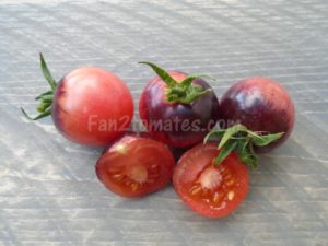 tomate rose chery foncé x500