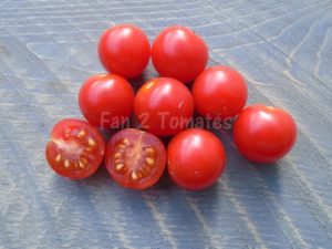 tomate cerise rouge