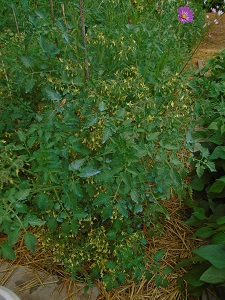 buisson tomate galapagos