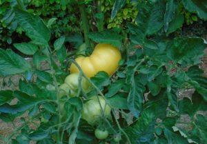 tomate douce de picardie récolte