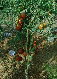 plant de tomate prince noir