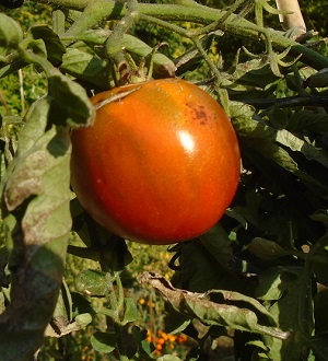 zoom tomate prince noir