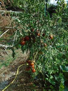 plant de tomate prince noir 2308