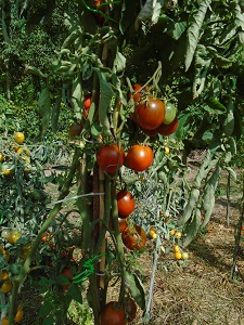récolte de la tomate prince noir