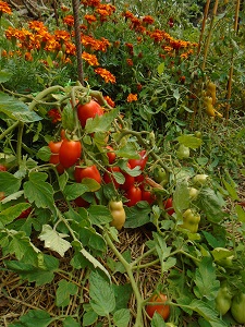 tomate roma plant