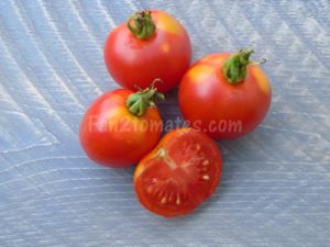 tomate moravsky div