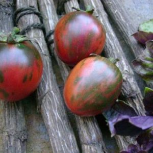 tomate Black Vernissage
