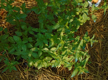 basilic genovese pour semer les plantes "compagnes"