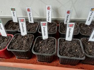 semis de tomate arrosé