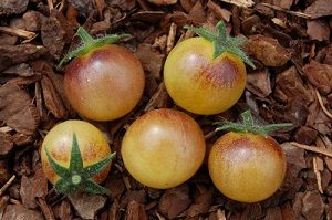 amethyst cream cherry pour préparer la plantation des tomates