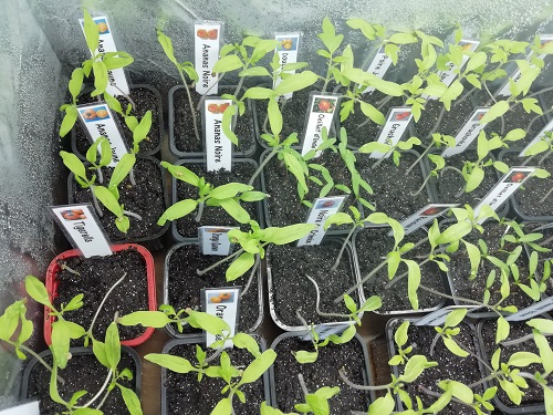 semis de tomate dans enceinte de croissance N°1