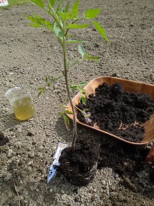 enlever le pot pour planter les tomates