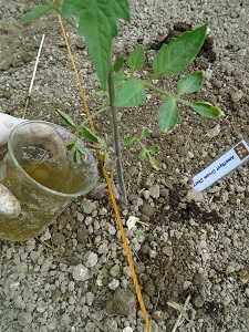 fertilisant pour planter les tomates