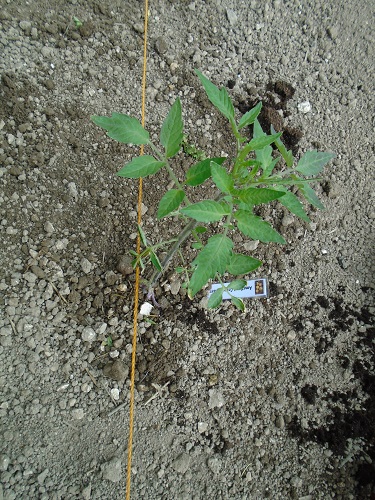 méthode pour planter les tomates