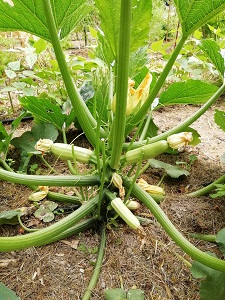courgette grise 070719