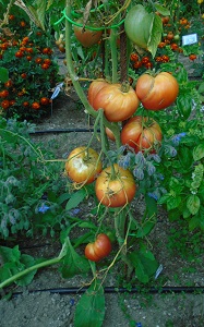 CB 0309 saison des tomates