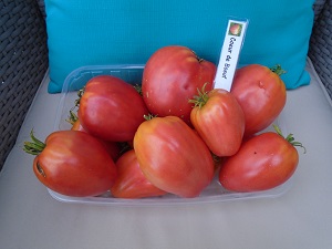 recolte CB saison des tomates