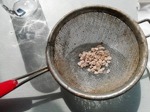 graine dans passette apres nettoyage pour récolter les graines