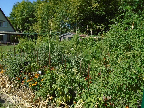 jardin tomate 2508