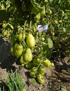 RO 2508 pour saison des tomates