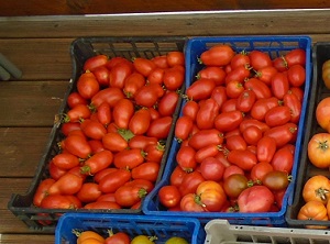 RO pour saison des tomates