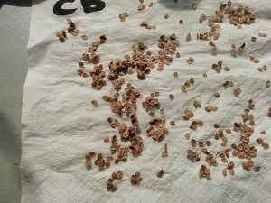 zoom graine séchée pour récolte des graines
