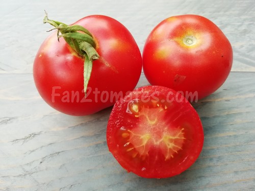 glacier pour 20 meilleures variétés de tomates