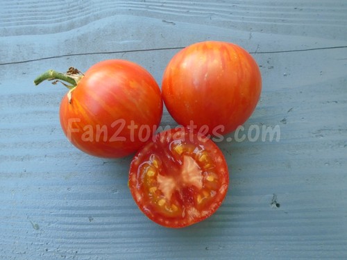 tigerella pour 20 meilleures variétés de tomate
