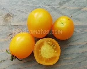 gold nuggets pour choisir les variétés de tomates