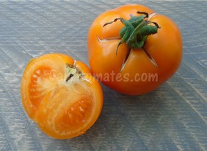 orange queen pour choisir les variétés de tomates