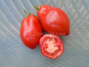 roma pour choisir les variétés de tomates