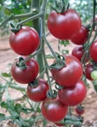rosella pour choisir les variétés de tomates