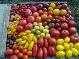 Choisir les variétés de tomates pour cette saison 2020