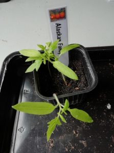 AF à rempoter pour mettre les semis de tomate en serre froide