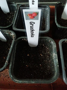 GSK germé pour l'enceinte de croissance pour semis