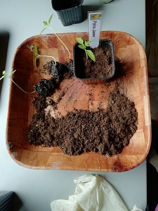 repiquer les semis de tomate fait