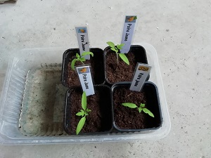 Comment repiquer les semis de tomate?