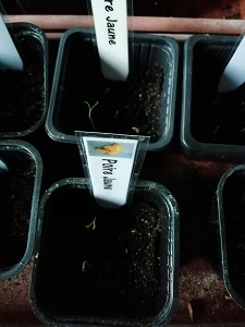 Poire jaune semis filés pour éviter que les semis de tomate filent