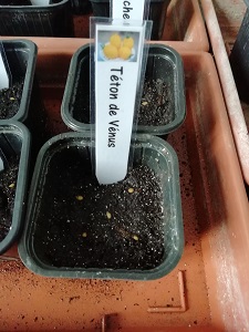 Réaliser les semis de tomates