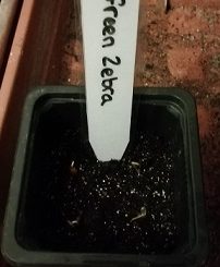 étiquettes à semis vierge avec variété