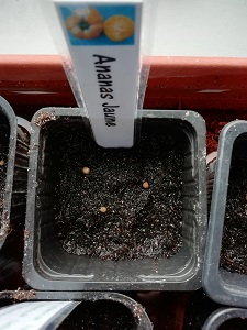 graines semée pour réaliser les semis de tomates