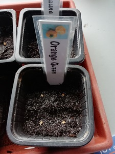 4 graines semées pour réaliser les semis de tomates