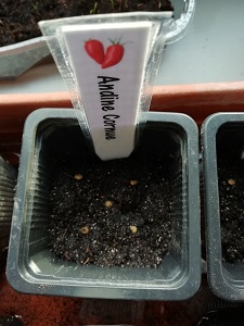 5 graines semées pour réaliser les semis de tomates